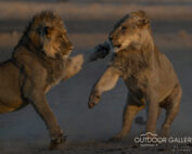 Lions Mock fighting Outdoor Gallery Photography