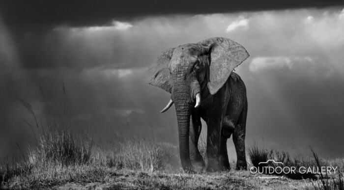Chobe Elephant - Up Close