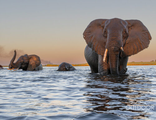 10 Safari Photography Tips You Will Learn During an African Photography Safari with Christo
