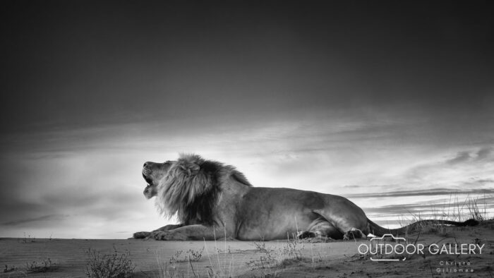 Kalahari Lion - Roar