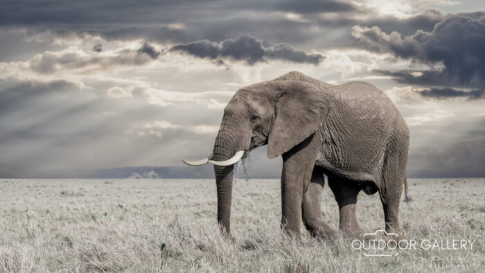 Grazing the Mara