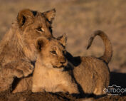Madikwe Photographic Safaris - Lion Cubs 1