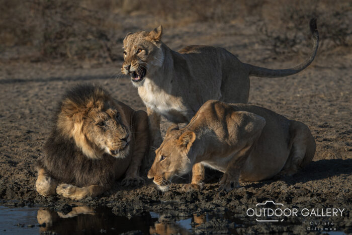 Family Dispute - Lions - by Christo Giliomee - Outdoor Gallery Photography & African Safaris