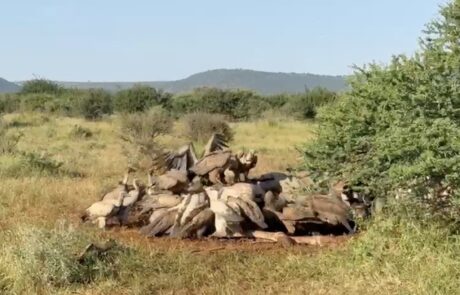 Vulture Feeding Frenzy At Madikwe Game Reserve