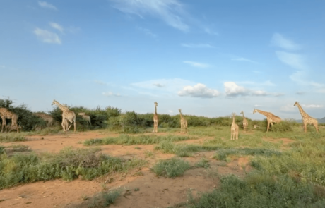giraffe at madikwe game reserve (1)