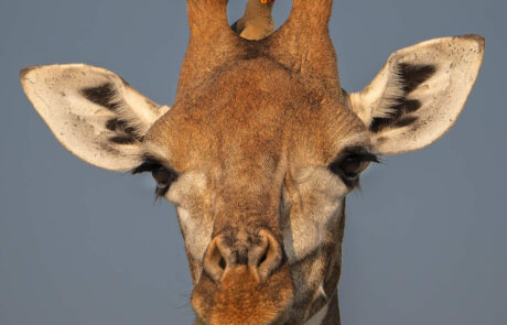 Madikwe Photographic Safari Tours with Christo Giliomee