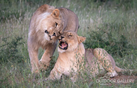 Madikwe Photographic Safari Tours with Christo Giliomee