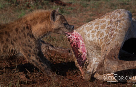 Madikwe Photographic Safari Tours with Christo Giliomee