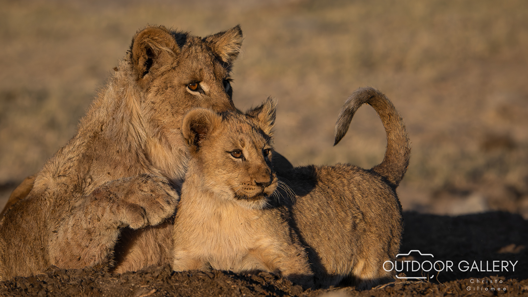 Lion Cub Siblings