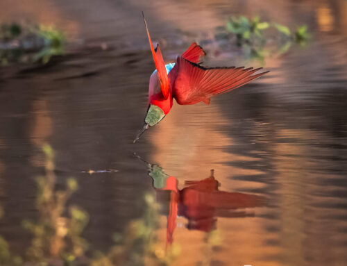 Wildlife Photography Tours 2026 With Outdoor Gallery Photogrpahy